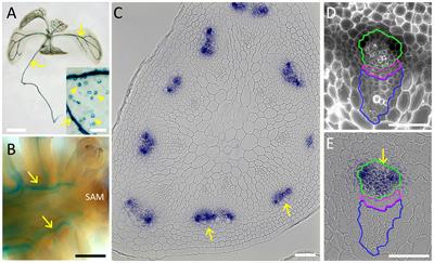 A Phloem-Expressed PECTATE LYASE-LIKE Gene Promotes Cambium and Xylem Development